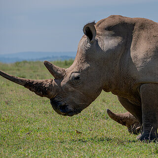 Solio - Southern white rhino